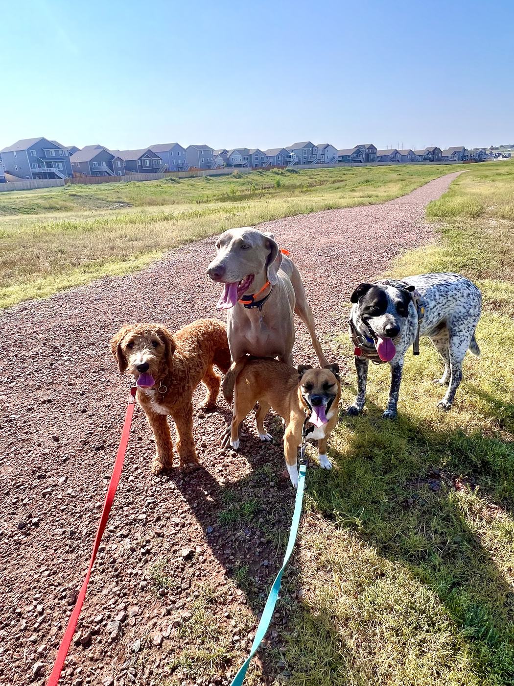 Guest dog