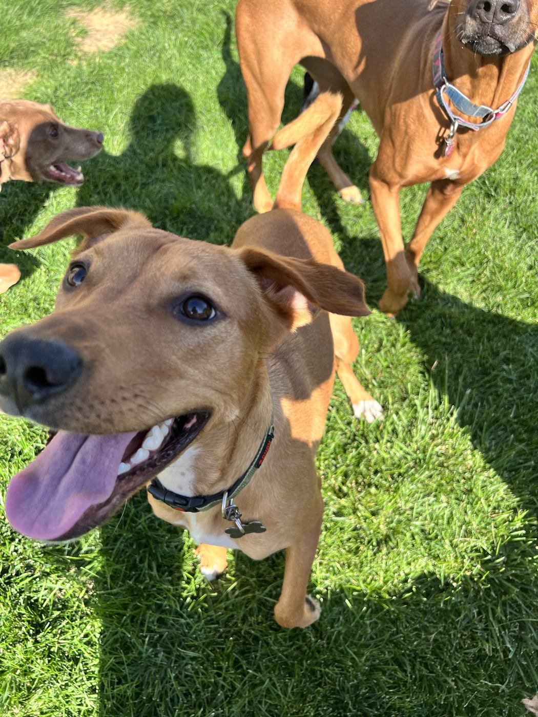 Dogs relaxing with Mountain Pup Services