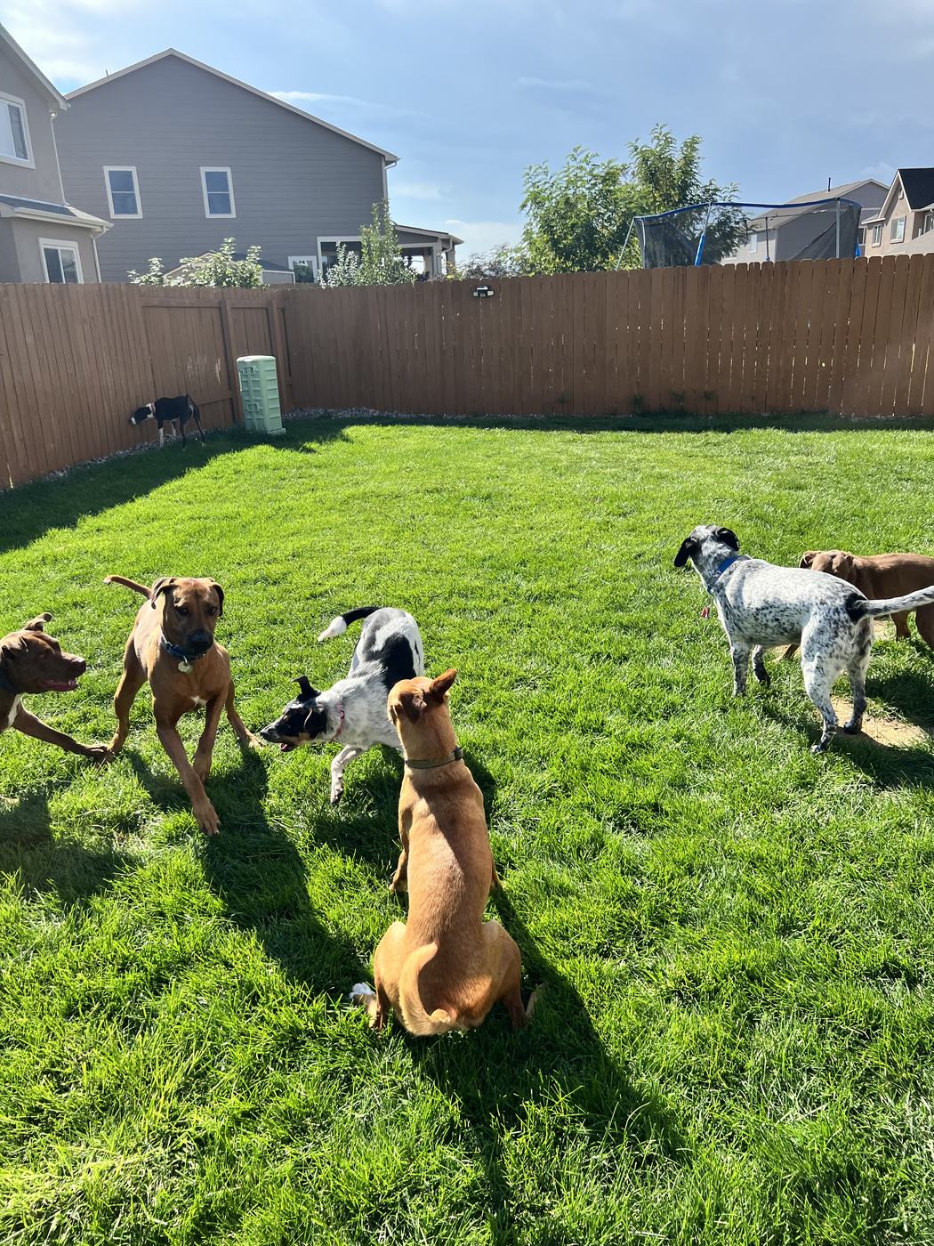 Guest dog